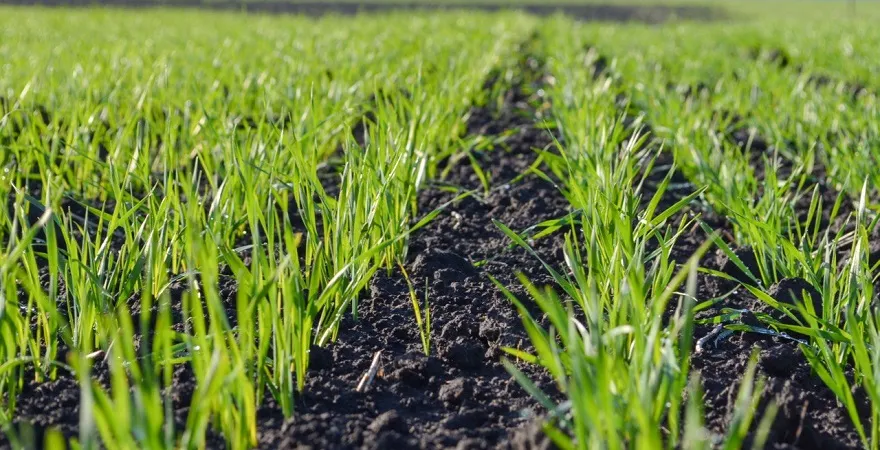 Ви зараз переглядаєте Полтавщина в трійці лідерів за посівами озимини в Україні