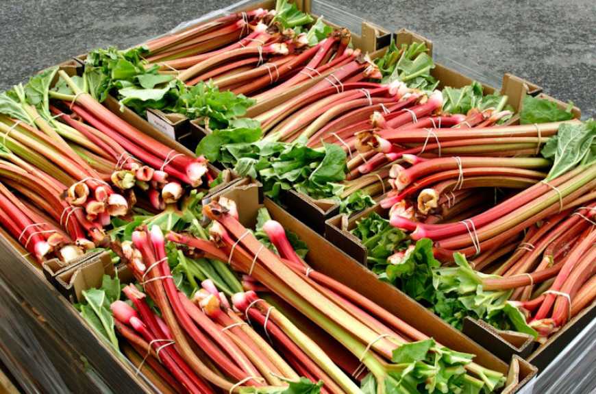 Ви зараз переглядаєте На Волині почали вирощувати органічний ревінь