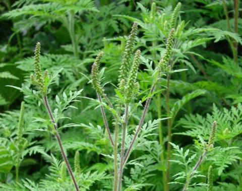 Ви зараз переглядаєте Карантинний режим через амброзію полинолисту запровадили на Чернігівщині