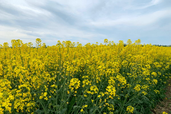 Ви зараз переглядаєте Українські аграрії зменшують посіви ріпаку через падіння рентабельності
