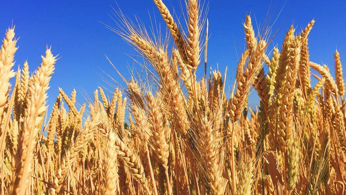Ви зараз переглядаєте Ціни на українську пшеницю знизились 