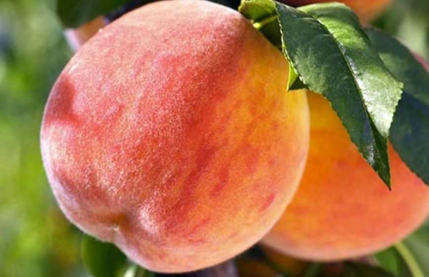 Ви зараз переглядаєте Персики вагою понад пів кілограма вирощують на Рівненщині