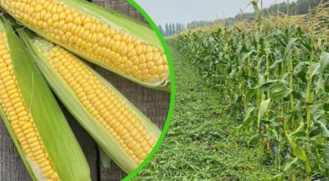 Ви зараз переглядаєте Вигідна комбінація: як забезпечити виробництво солодкої кукурудзи протягом усього сезону