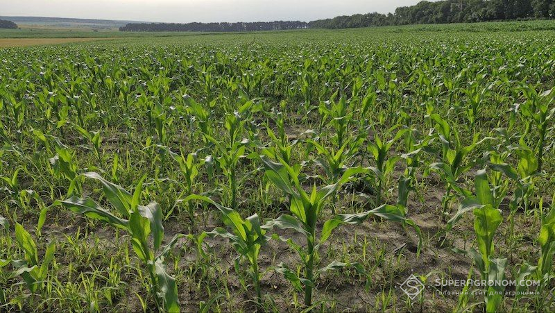 Ви зараз переглядаєте Bayer розробляє лінійку гербіцидів для кукурудзи на основі ізоксафлютолу після обмежень на використання S-метолахлору у Франції