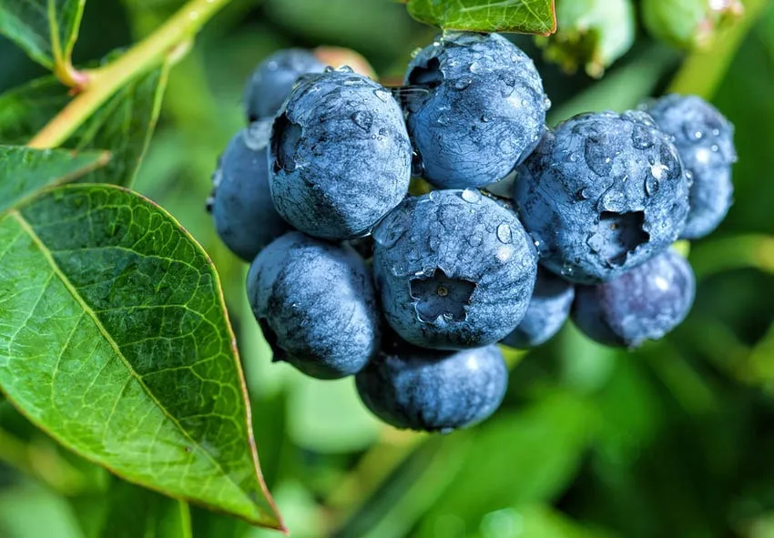 Ви зараз переглядаєте Ціни на лохину в поточному сезоні розчаровують українських виробників