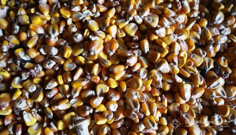 Ви зараз переглядаєте Ціни на українську кукурудзу підвищуються завдяки попиту в ЄС, але у жовтні стабілізуються — аналітики