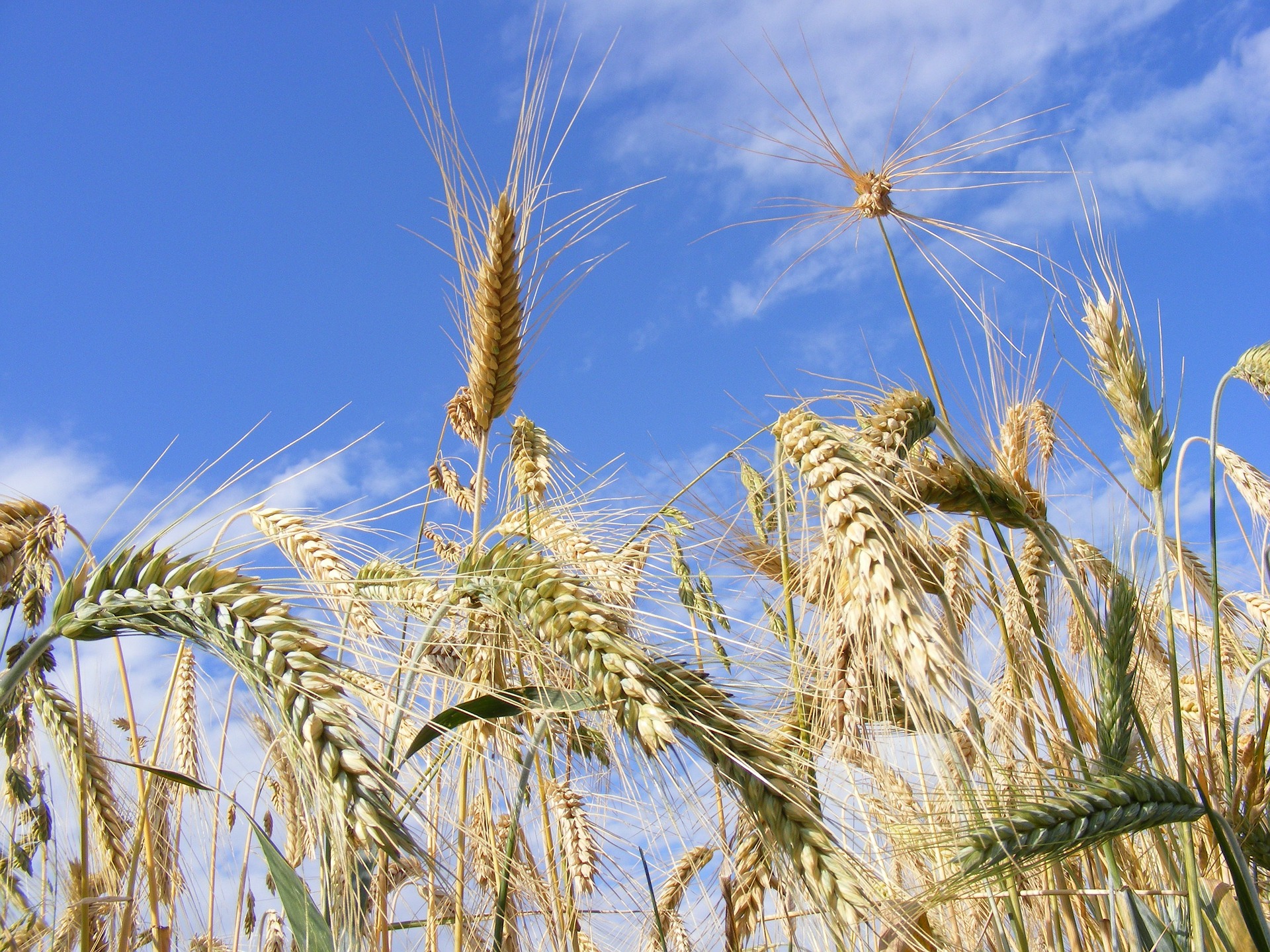 Ви зараз переглядаєте Corteva Agriscience оголошує про запуск програми TalentA 2025-2026 для жінок-фермерок