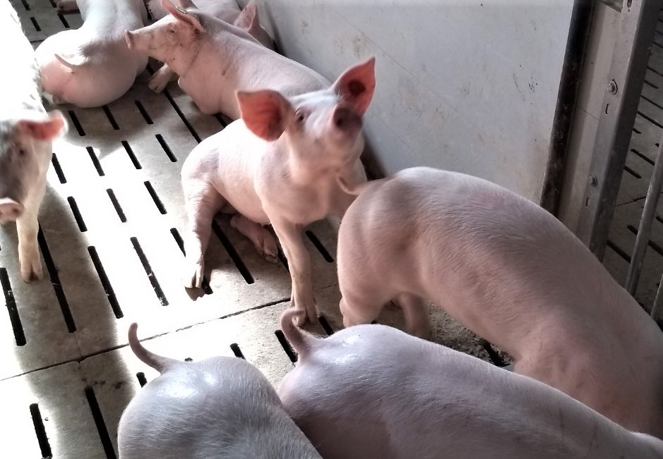 Ви зараз переглядаєте Дефіцит свинини та сезонні чинники: що впливає на ціну м’яса у 2025 році