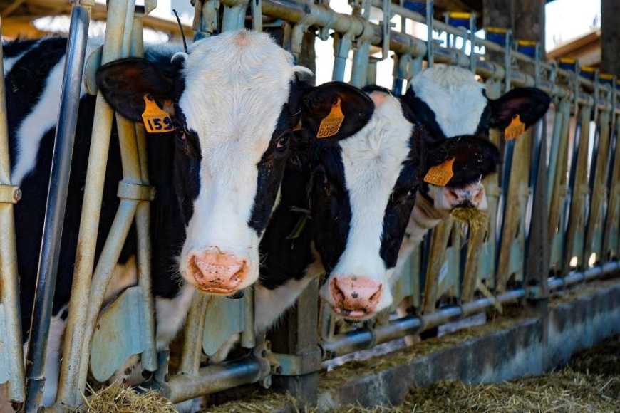 Ви зараз переглядаєте Україна збільшила імпорт живої ВРХ