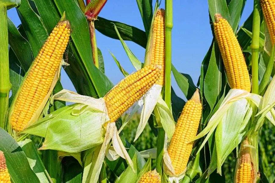 Ви зараз переглядаєте Українська кукурудза буде затребувана у країнах Близького Сходу та Північної Африки