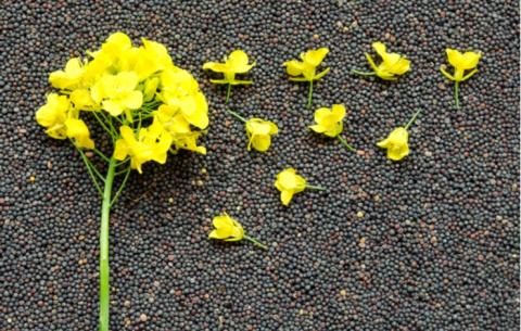 Ви зараз переглядаєте Затримка поставок ріпаку з України підтримує котирування в Парижі