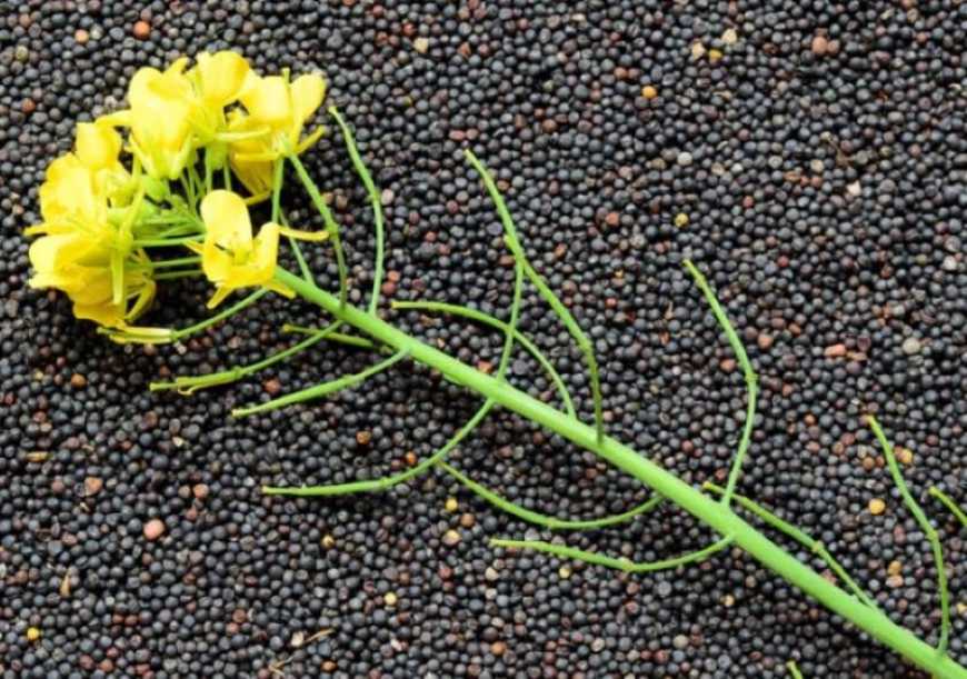 Ви зараз переглядаєте ЄС знизить імпорт українського ріпаку до чотирирічного мінімуму – аналітики