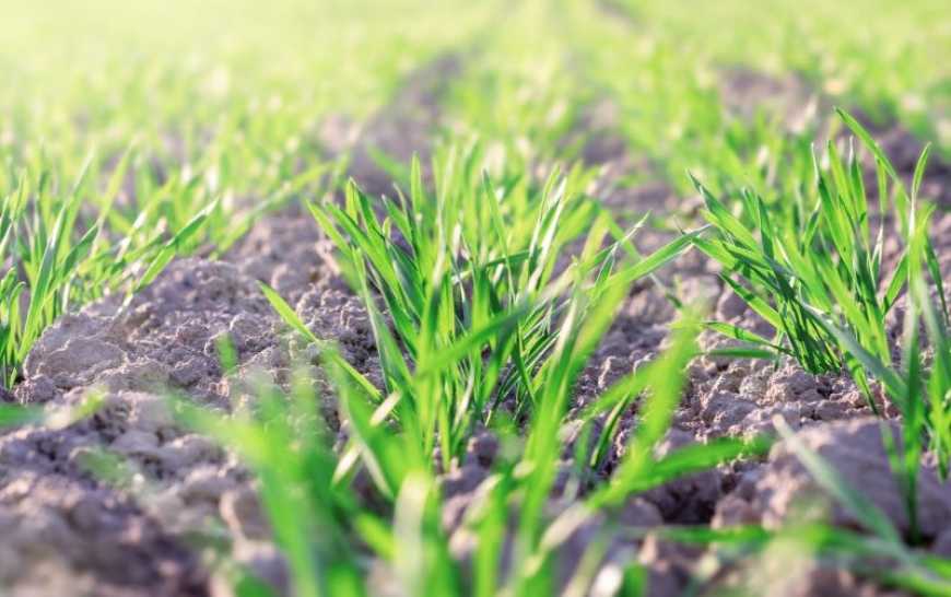 Ви зараз переглядаєте Первинний захист, що не пригнічує сходи