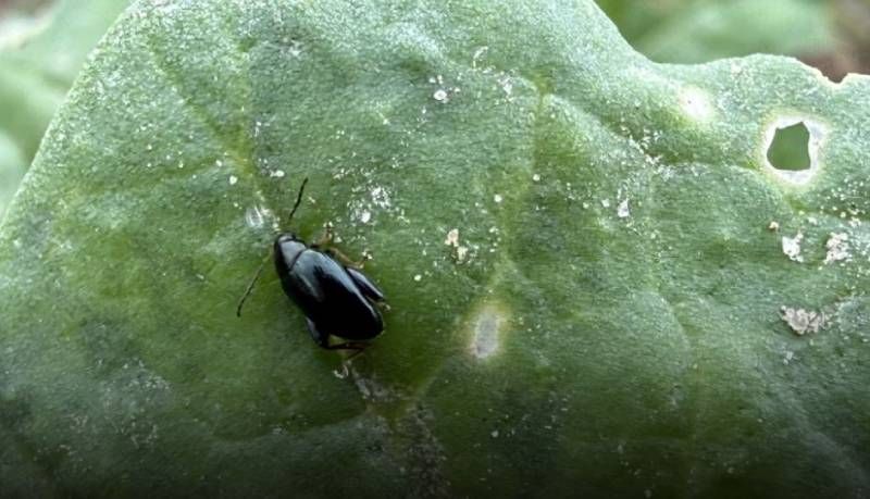 Ви зараз переглядаєте Хрестоцвіті блішки вже пошкоджують ріпак, скоро черга й капустяної мухи — польські фахівці радять способи контролю