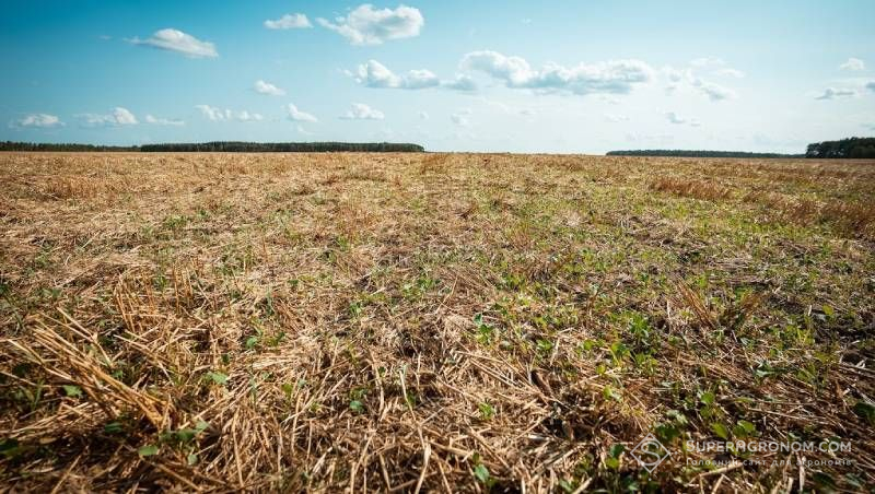 Ви зараз переглядаєте Як підвищити ефективність застосування покривних культур — фахівці назвали 7 помилок при сівбі сидератів