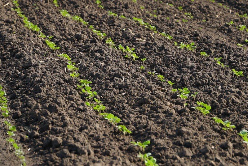 Ви зараз переглядаєте Як захистити озимий ріпак від злакових бур’янів — розповіли фахівці