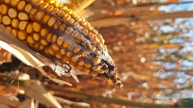 Ви зараз переглядаєте Мікотоксини та афлотоксини в зерні кукурудзи стали проблемою для італійських фермерів