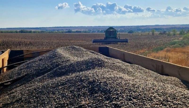 Ви зараз переглядаєте Недобір урожаю соняшнику на півдні Одещини спричинила 4-місячна посуха