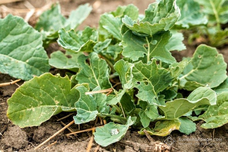 Ви зараз переглядаєте Озимий ріпак по strip-till посіяли в АГРОТРЕЙД під урожай-2026