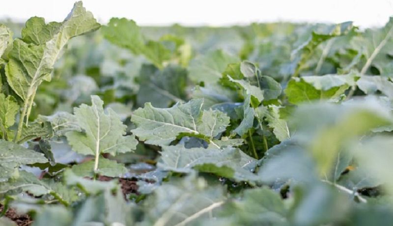 Ви зараз переглядаєте Підвищення зимостійкості озимого ріпаку та захист від хвороб: поради експерта