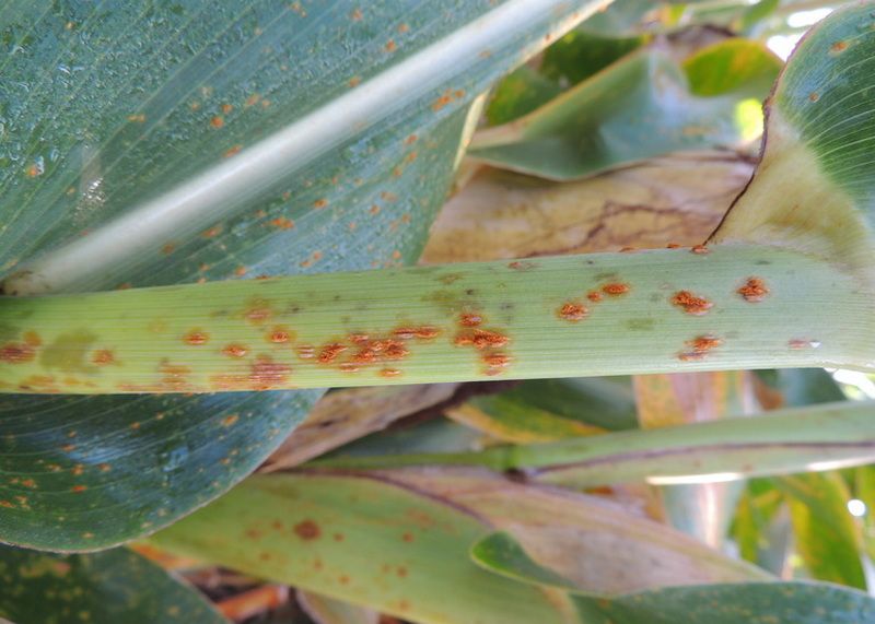 Ви зараз переглядаєте Південна іржа та чорна плямистість загрожують рекордному урожаю кукурудзи в США