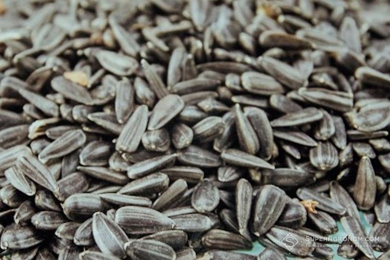 Ви зараз переглядаєте Попри активні обстріли на Донеччині вже зібрали 21 тис. тонн соняшнику