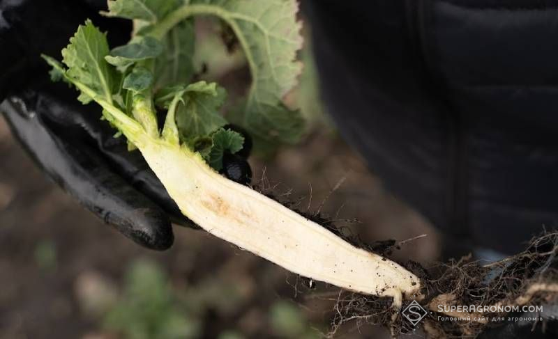 Ви зараз переглядаєте Позакореневе внесення бору під озимий ріпак — як зняти ризик дефіциту пояснив фахівець