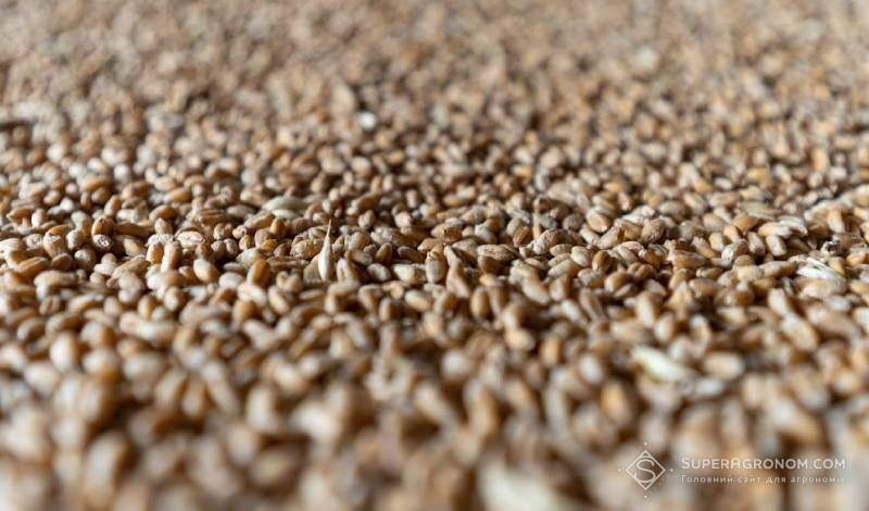 Ви зараз переглядаєте Прогнози на врожай української пшениці підвищуються, ціни на неї знижуються