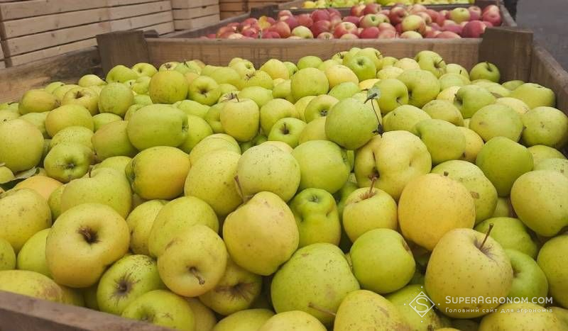 Ви зараз переглядаєте Сорти яблуні Айдаред та Голден Делішес і груші Конференція виключено з Реєстру сортів рослин, придатних для поширення в Україні