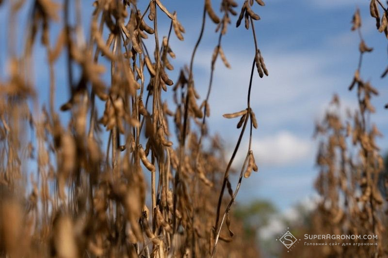 Ви зараз переглядаєте ТАС Агро оголосив про намір скоротити площі під соєю на 2026 рік