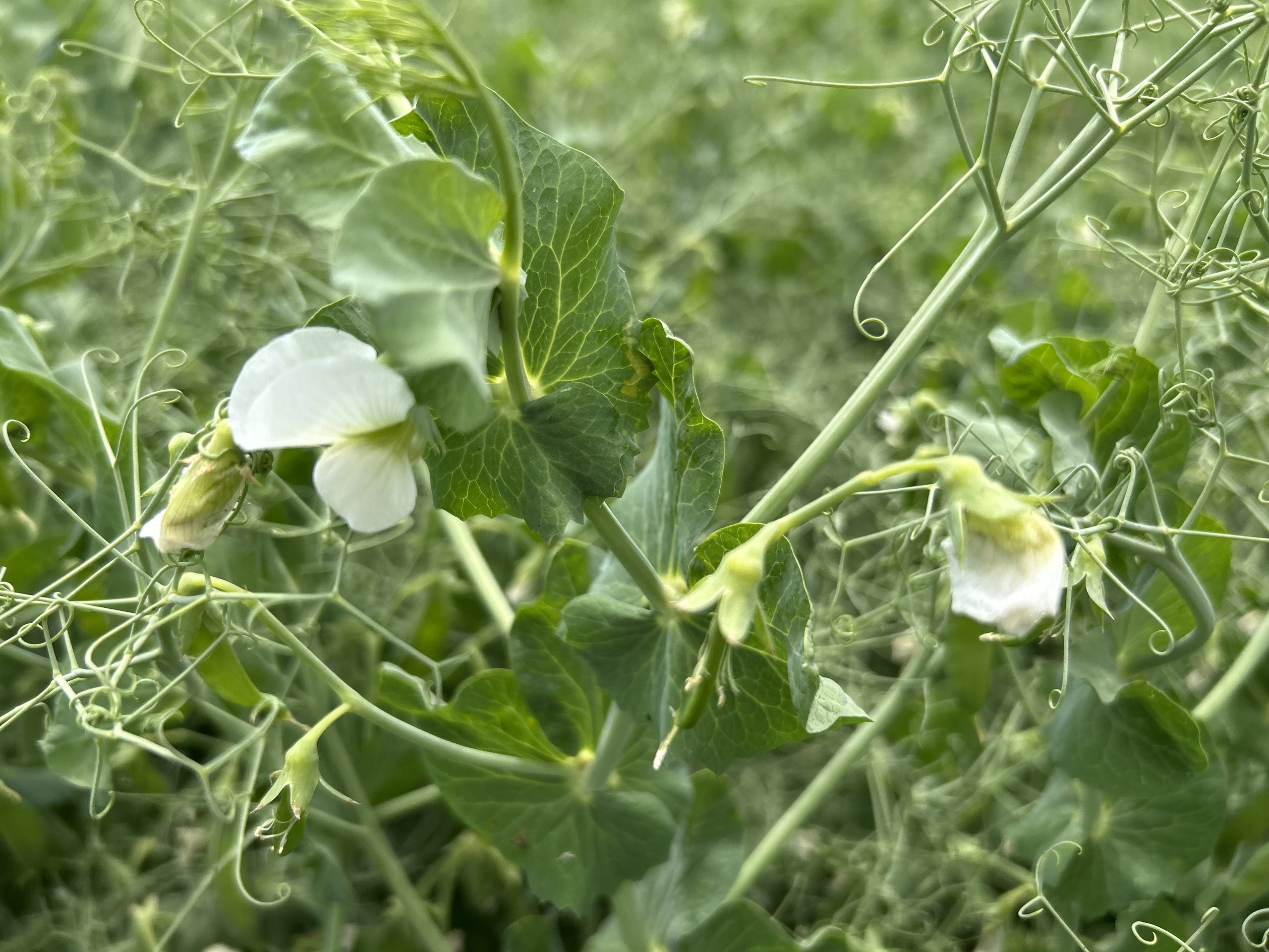 Ви зараз переглядаєте Українські аграрії продовжують нарощувати виробництво бобових