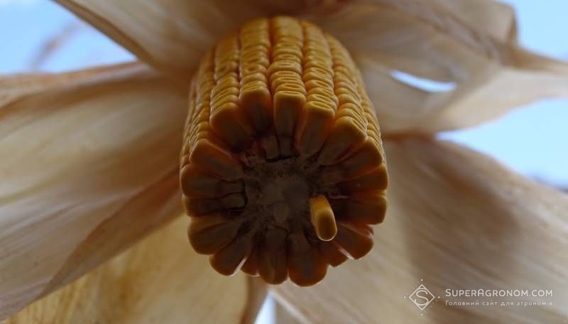 Ви зараз переглядаєте Урожайність кукурудзи та соняшнику в південних областях від 0,3 до 0,8 т/га: найнижчі показники в Україні