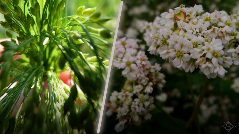 Ви зараз переглядаєте В Україні намолотили понад 36 тис. тонн гречки та проса: перші результати