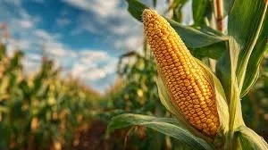 Ви зараз переглядаєте Ціни на українську кукурудзу продовжують знижуватись