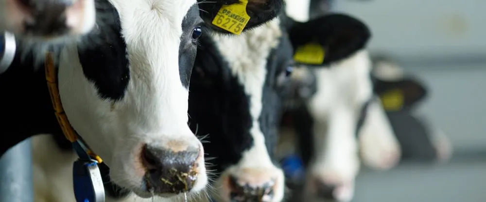 Ви зараз переглядаєте МТФ наростили поголів’я корів у вересні 2025 р