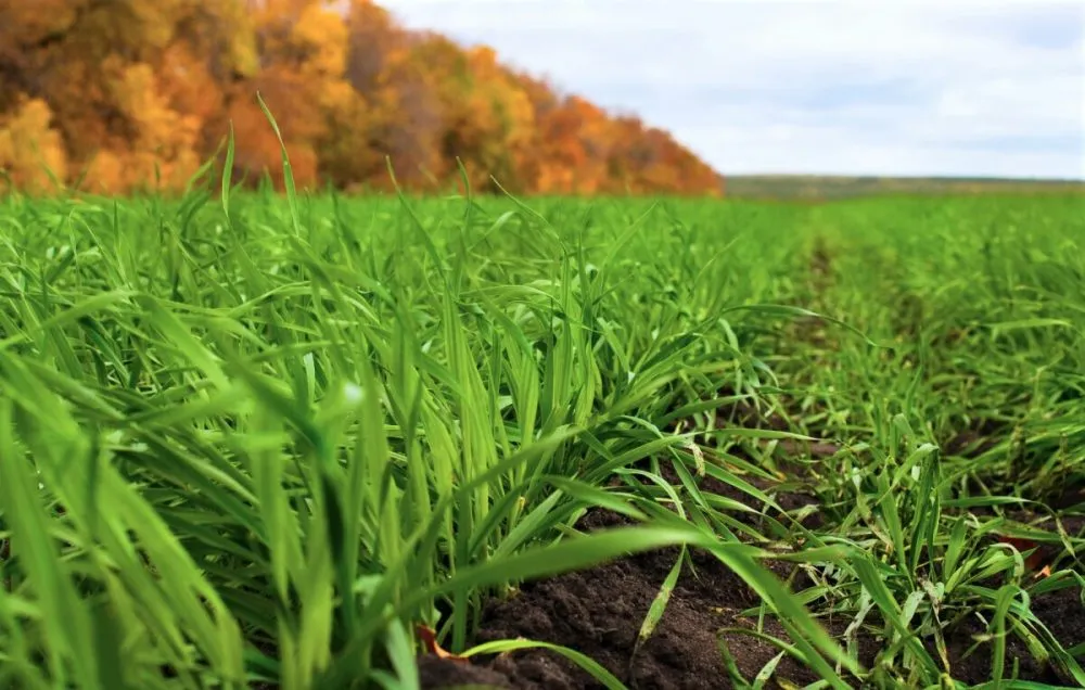 Ви зараз переглядаєте В Україні третина площ під озимину залишилась недосіяною через посуху