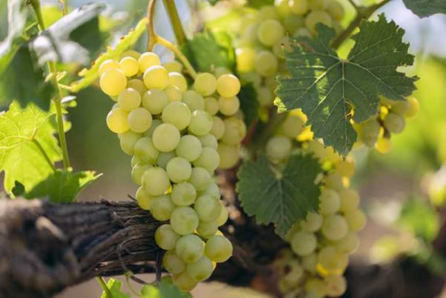 Ви зараз переглядаєте Малі винороби Одещини можуть отримати гранти на розвиток бізнесу від ФАО та уряду Італії