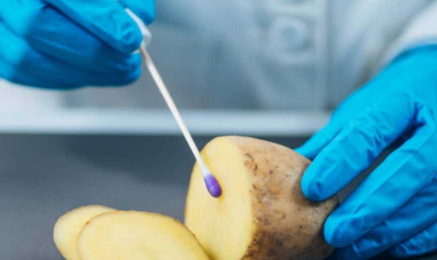 Ви зараз переглядаєте На Волині створять картопляну лабораторію