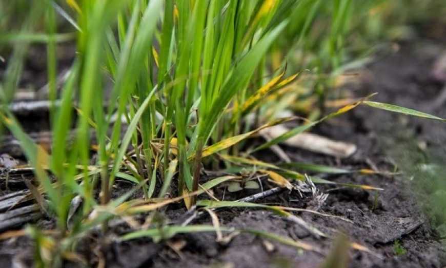 Ви зараз переглядаєте Осіння посівна-2025: площа сівби озимих в Україні перевищила 5 млн га