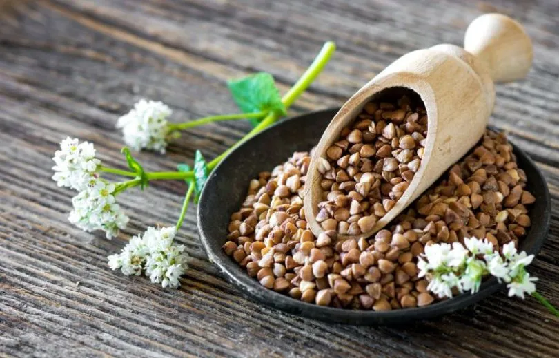 Ви зараз переглядаєте В Україні скорочуються посіви гречки