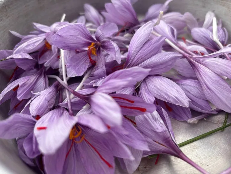 Ви зараз переглядаєте На Черкащині переселенець створив мініферму з вирощування шафрану та збирає вже другий урожай