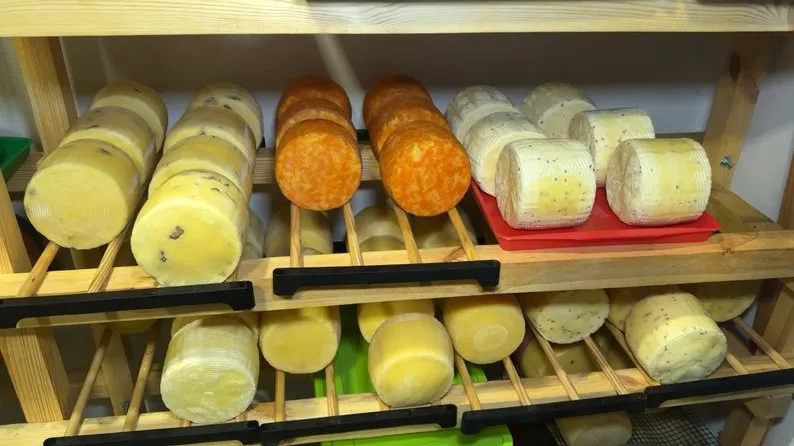 На Волині подружжя започаткувало власну сироварню та виготовляє понад 20 видів сирів1