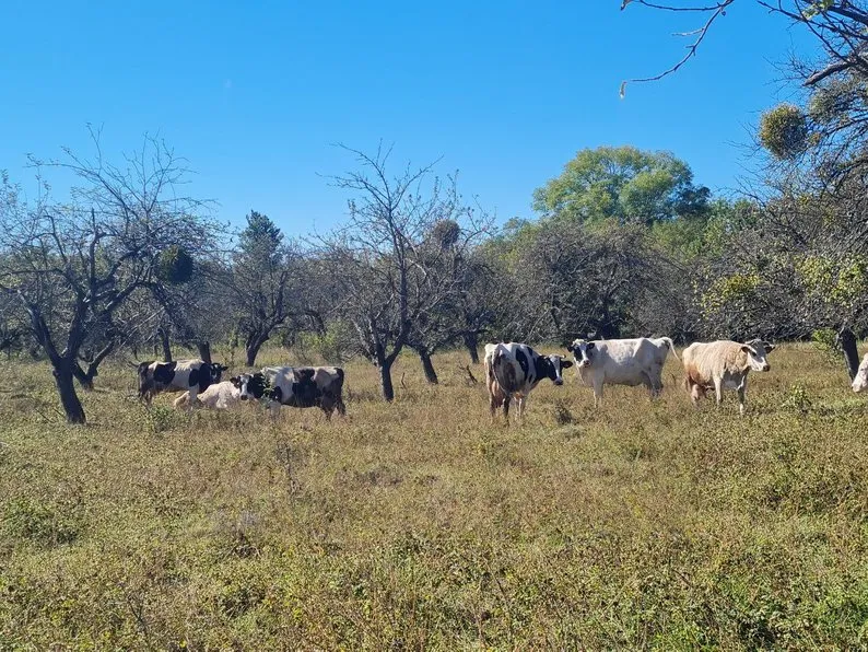 На Житомирщині ветеранка створила молочну ферму1