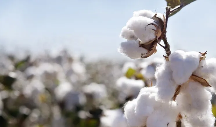 Ви зараз переглядаєте В Україні тестують шість нових сортів бавовнику