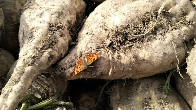 Ви зараз переглядаєте На Волині триває збір буряків