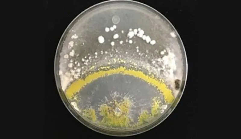 Ви зараз переглядаєте Виявлено гриб, який виділяє леткі органічні сполуки, що пригнічують ріст патогенів сільськогосподарських культур