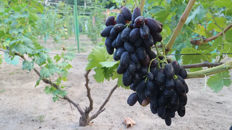 Ви зараз переглядаєте На Київщині вирощують понад 150 сортів винограду, які успішно адаптувалися до північних умов