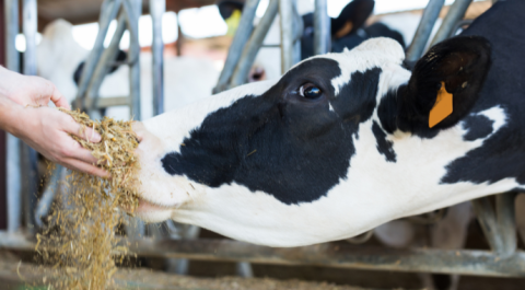 Ви зараз переглядаєте Виробник комбікормів розширює географію експорту безглютеновою продукцією