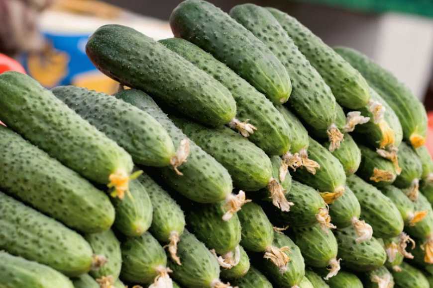 Ви зараз переглядаєте В Україні ціни на огірки продовжують зростати