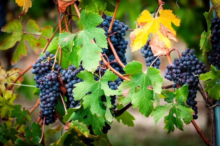 Ви зараз переглядаєте Малі виноградарі Одещини можуть отримати гранти на розвиток бізнесу від ФАО та уряду Італії